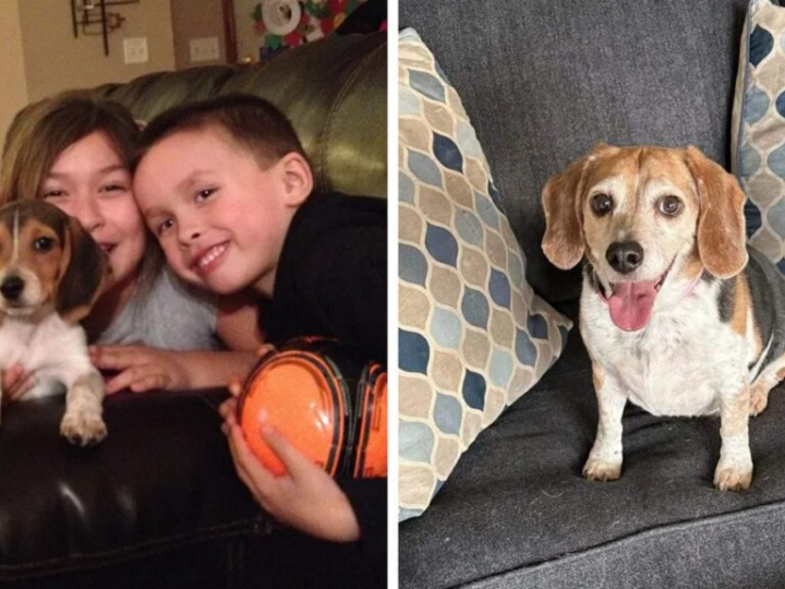 Beagle missing for 8 years found 1,400 miles away, finally reunites with family ‎