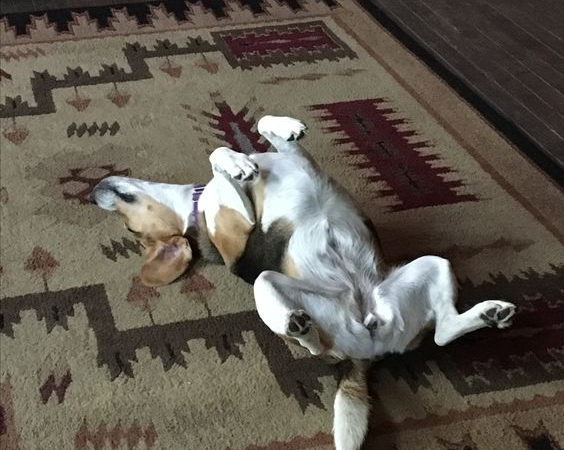 The Beagle dog with its hilarious sleeping poses makes it impossible for onlookers not to laugh ‎