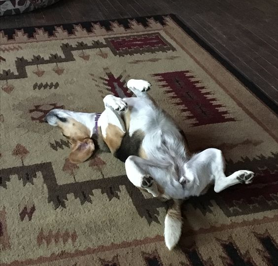 The Beagle dog with its hilarious sleeping poses makes it impossible for onlookers not to laugh ‎