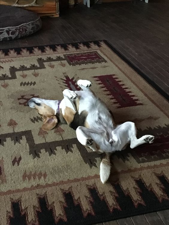 The Beagle dog with its hilarious sleeping poses makes it impossible for onlookers not to laugh ‎