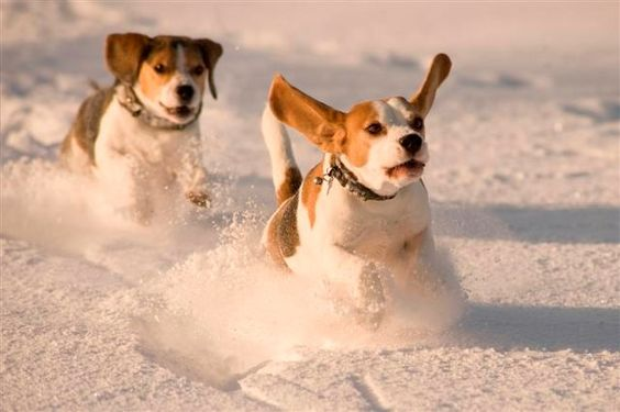 Joyful Beagle Playtime: Melting the Icy Chill with Snow Frolics ‎