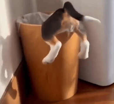 Heartwarming Antics: Beagle Delights Owner by Jumping into Bucket for Hide and Seek ‎