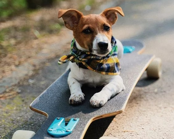 The adorable Beagle enjoys traveling around with its skateboard