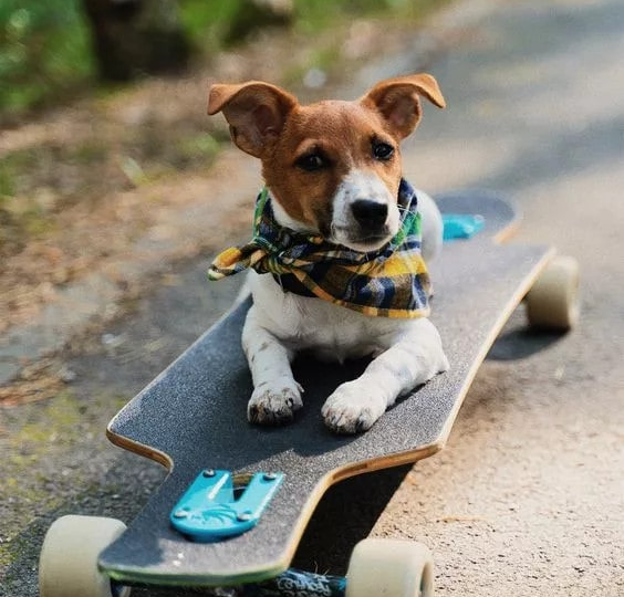 The adorable Beagle enjoys traveling around with its skateboard