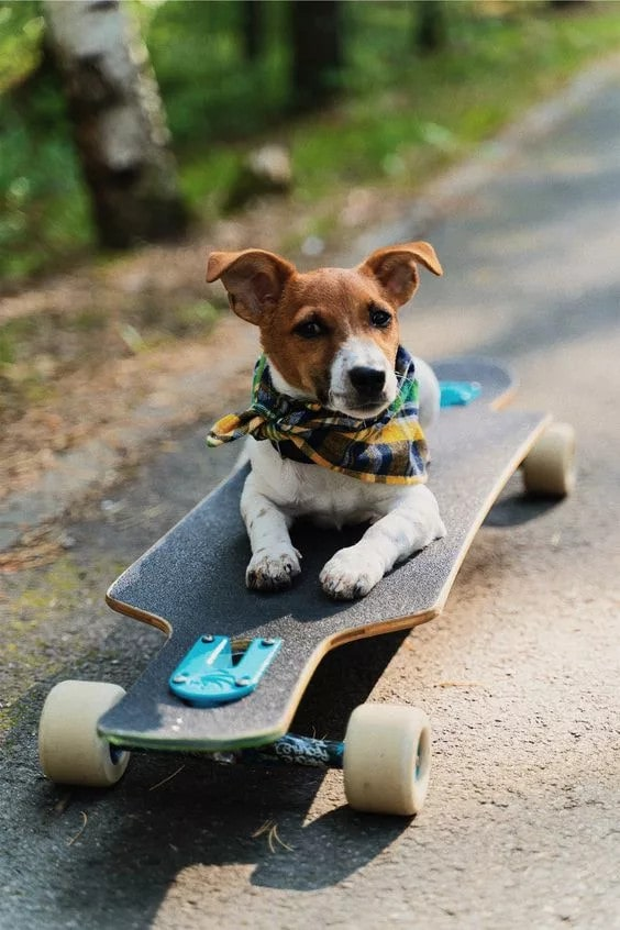 The adorable Beagle enjoys traveling around with its skateboard