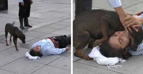 Stray Dog Interrupts Live Street Show To comfort An Actor Who Pretends To Be Injured