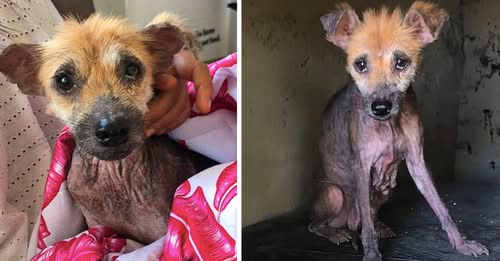 An abandoned dog’s life transforms from the streets of Bali to luxurious comfort when she finds her forever family