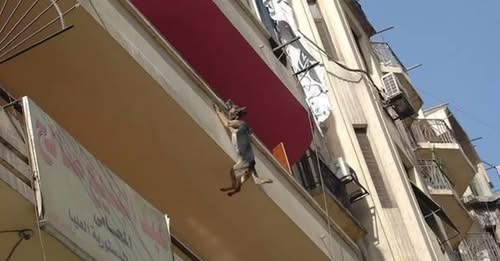 DOG CHAINED UP WITHOUT FOOD OR WATER TRIES TO JUMP OFF BALCONY IN AN ATTEMPT TO FREE HERSELF