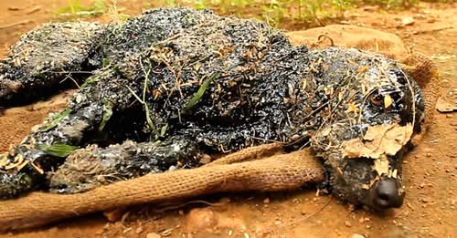 The dog found in the hot Tar could not move or ask for help