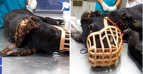 Stray Pup Covered In Thousands Of Ticks And Wire Embedded In Her Tail Shows Her True Strength