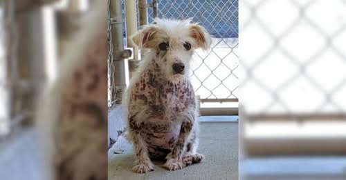 A Naked Pup Never Thought He Would Find Love Until He Met His Humans And Melted Their Hearts