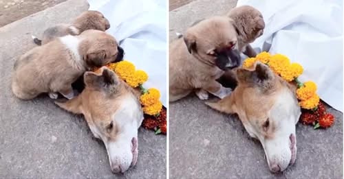 Two Dogs Bid a Tearful Farewell to Their Ailing Mother