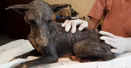 A Heartwarming Story; Saving a Neglected Dog Disregarded for Health and Appearance