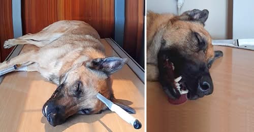 Brave Dog Gets Stabbed In The Head While Saving His Human, Survives Miraculously