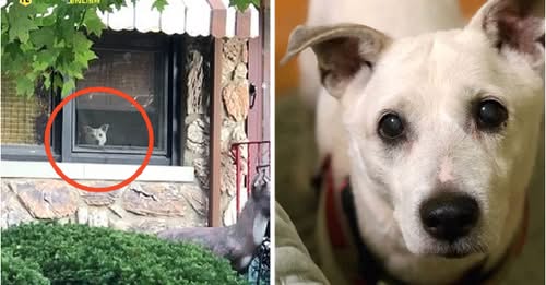 LOYAL DOG PASSED AWAY AFTER SITTING BY THE WINDOW EVERY DAY FOR 11 YEARS WAITING FOR ITS OWNER TO COME HOME