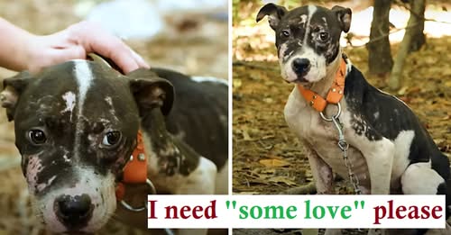 A traumatized puppy rescued from a dogfighting ring is slowly learning to trust humans again