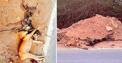 A Devastated Puppy Refused to Leave His Deceased Mother and Stays with Her