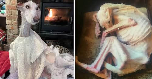 Tiggy left for dead, ‘worst pet case in 15 years’ – now she’s a beautiful dog again