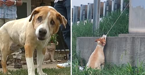 Man Saves Dog Hanging Near Highway Overpass By Electrical Cord