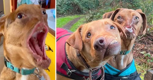 Two adorable dogs with severe facial deformities become inseparable best friends