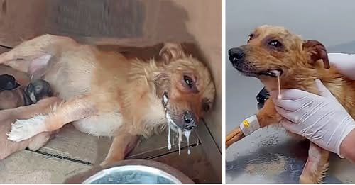Mother Dog Got Poisoned, But Spend Last Energy Lifting Her Head Beg To Save Her Puppies