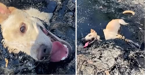 The dog found trapped in toxic molten rubber could not move or ask for help