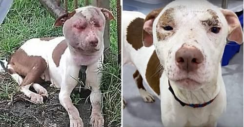 Her Days Were Numbered As She Helplessly Roamed Streets With Severely Swollen Face