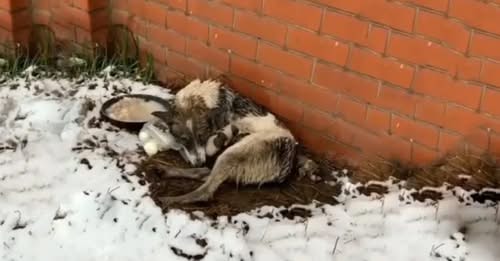 A Dog Cruelly Thrown Out Of A House, Only To Discover She Had Babies