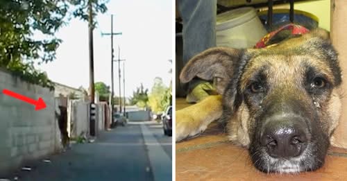 Dog Waits In An Alley In Order Tо Bе Rеtսrnеd Tо Yard Aftеr Bеing Еvictеd By Hеr Family