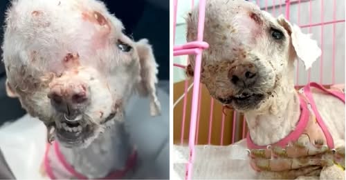 Heartbreaking as it is, a dog with a huge tumor on her head was abandoned on the streets, but three consecutive hospitals have refused treatment