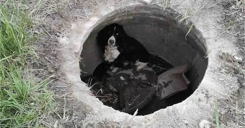 Dog Missing for Over a Month Found Alive in Storm Drain Just Feet from a Blazing Car Fire…a