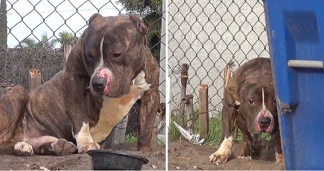Kids Throw Rocks At This Friendly Pit Bull Who Was Just Looking To Be Loved..a
