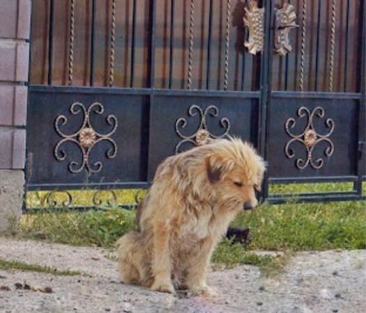 Oscar’s story is a heartwarming journey of resilience and loyalty, as he went from waiting at his old home to finding a loving family. His tale reminds us of the incredible impact compassion can have, offering hope and second chances to animals in need.
