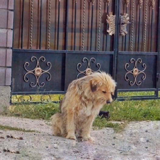Oscar’s story is a heartwarming journey of resilience and loyalty, as he went from waiting at his old home to finding a loving family. His tale reminds us of the incredible impact compassion can have, offering hope and second chances to animals in need.
