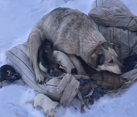 From Snow to Snuggles: Brave Puppies Find Loving Homes After Dramatic Rescue