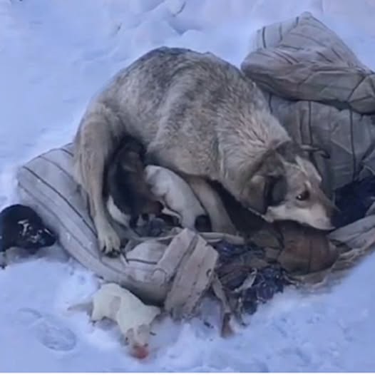 From Snow to Snuggles: Brave Puppies Find Loving Homes After Dramatic Rescue