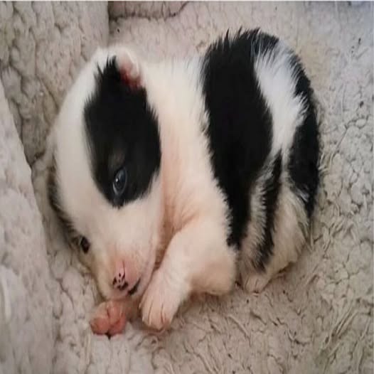 Rescued from a deserted construction site, an adorable puppy has found her forever home, quickly charming her new family with intelligence and playful spirit. Her journey from trapped to treasured highlights the incredible bond formed through compassion and love.