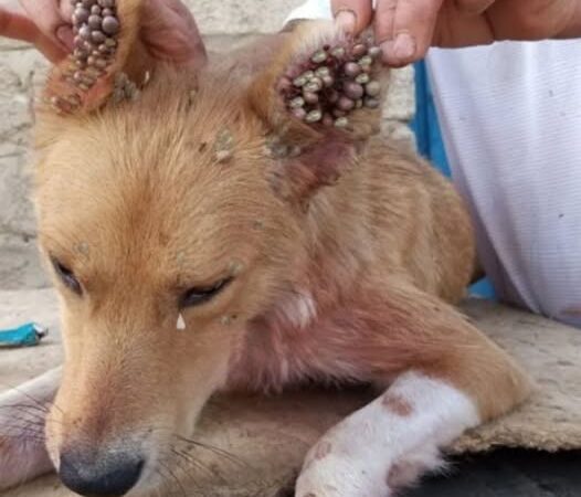 Rescued Nala: Woman’s Compassionate Act Saves Abandoned Dog from Severe Neglect..a