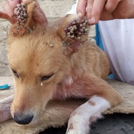 Rescued Nala: Woman’s Compassionate Act Saves Abandoned Dog from Severe Neglect..a