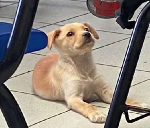 Stray Puppy Becomes UABC’s Beloved Mascot, Bringing Joy and Unity to Campus Community