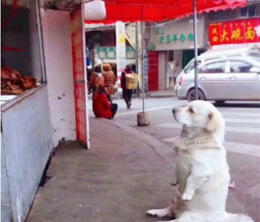 Golden Retriever’s Fried Chicken Quest Charms the Internet with Heartwarming Determination