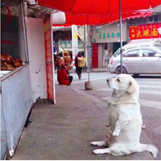 Golden Retriever’s Fried Chicken Quest Charms the Internet with Heartwarming Determination