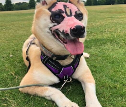 From Tragedy to Triumph: Blind Shiba Inu Becomes Inspiring Therapy Dog