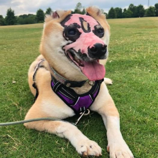 From Tragedy to Triumph: Blind Shiba Inu Becomes Inspiring Therapy Dog