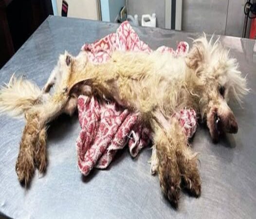 From Heartbreak to Hope: The Inspiring Transformation of Abandoned Dog Phoenix..b