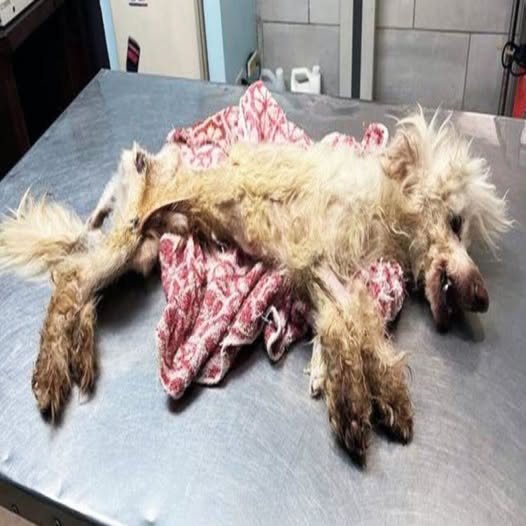 From Heartbreak to Hope: The Inspiring Transformation of Abandoned Dog Phoenix..b