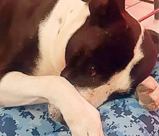From Street Survivor to Beloved Community Hero: Manchas’ Inspiring Journey of Healing and Hope..b