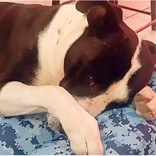 From Street Survivor to Beloved Community Hero: Manchas’ Inspiring Journey of Healing and Hope..b