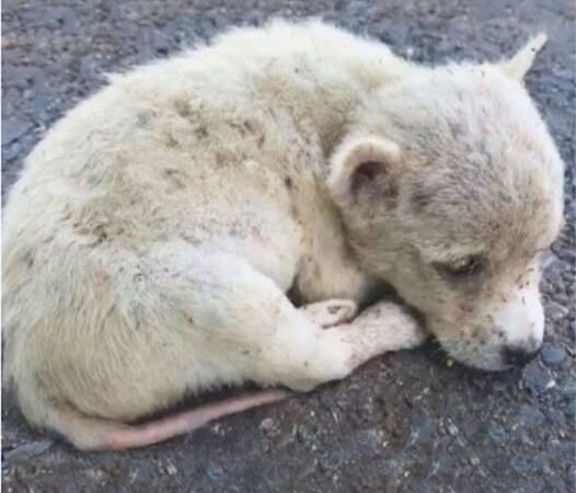 A once-neglected puppy has found a loving home thanks to the dedication of a caring rescue worker and veterinarian. His incredible journey from struggle to thriving underscores the importance of compassion and proper care for all animals.