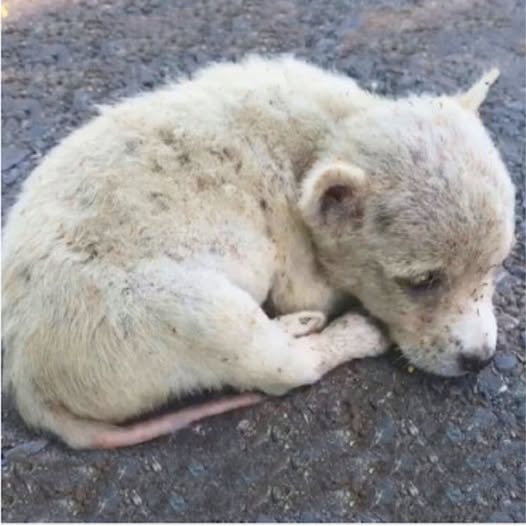 A once-neglected puppy has found a loving home thanks to the dedication of a caring rescue worker and veterinarian. His incredible journey from struggle to thriving underscores the importance of compassion and proper care for all animals.